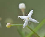 False baby's breath